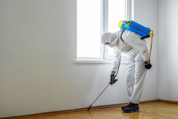 Best Wasp Removal Services  in Woodall, OK